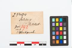 Foto von Glasaugenperle (NHMW-PRAE-025494)